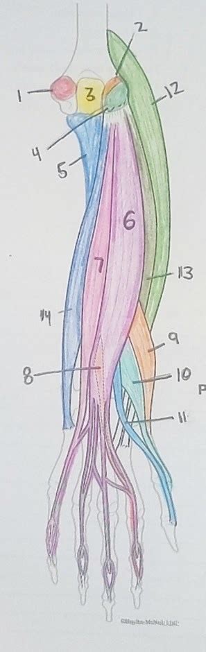 Digit Extensors Diagram Quizlet