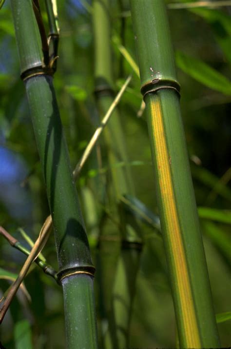 Phyllostachys Aureosulcata Aureocaulis Golden Crookstem Bamboo Bamboo Garden