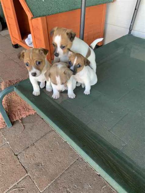 Jack Russell Puppies Dogs And Puppies Gumtree Australia Yass Valley