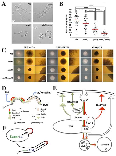 Exomer And Clathrin Adaptors In Protein Sorting Implications Of Exomer