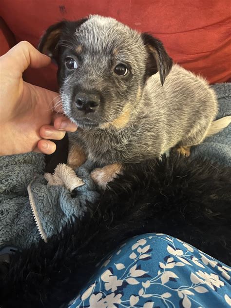 Heeler puppies ready to go Feb 13 | Dogs & Puppies for Rehoming ...