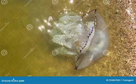 Large Jellyfish Washed Up On The Shore Of The Sea Of Azov Stock Footag