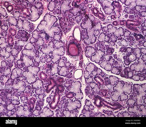 Submandibular Salivary Gland Tissue Light Micrograph Of A Section