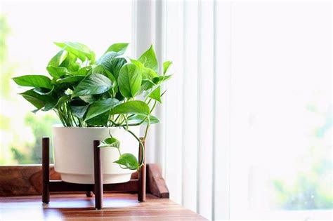 Pothos Plant Care – Your Complete Guide