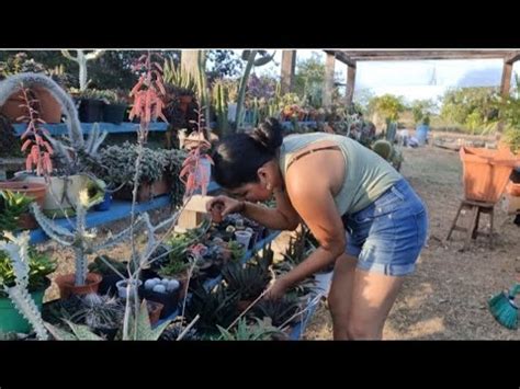 Limpieza Y Organizando El Invernadero De Los Cactus Tambi N Trasplante