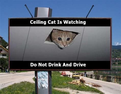 Ceiling Cat Know Your Meme | Shelly Lighting