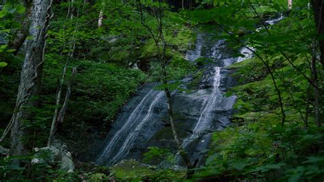 Hiking On Porters Creek Trail In The Great Smoky Mountains Wbir