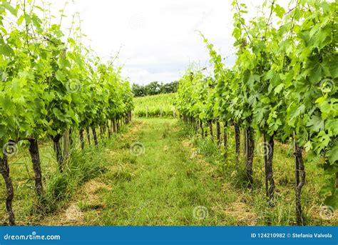 Merlot Und Sangiovese Weinberg In Der Italienischen Landschaft Umbri