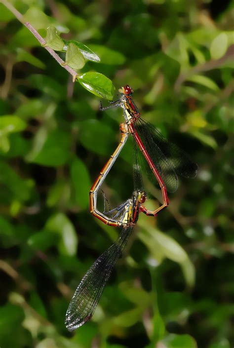 Large Red Damselflies Pyrrhosoma Nymphula Tim Tapley Flickr