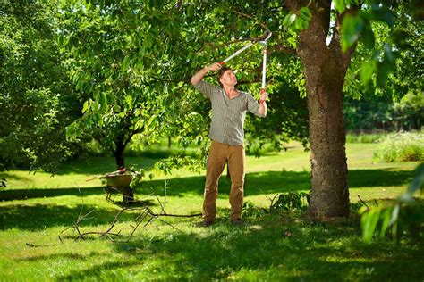 Wolf Garten Power Cut RS 800 V Aambeeld Takkenschaar