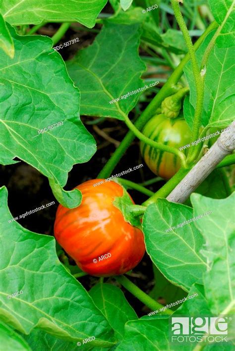 Solanum aethiopicum, Stock Photo, Picture And Rights Managed Image. Pic ...
