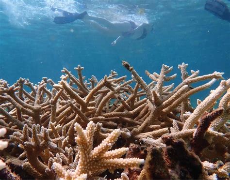 Coral Restoration and Le Barth hand in hand Le Barthélemy