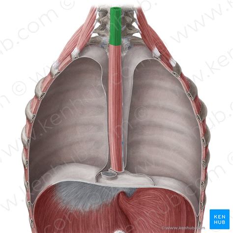 Cervical Esophagus Anatomy