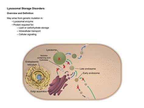 Lysosomal_Storage_Disorders