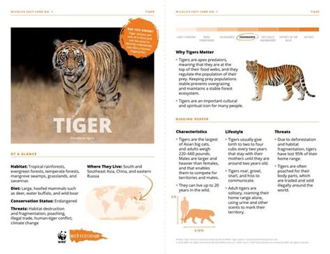 teaching tools  tigers  forests educators toolkits wwf