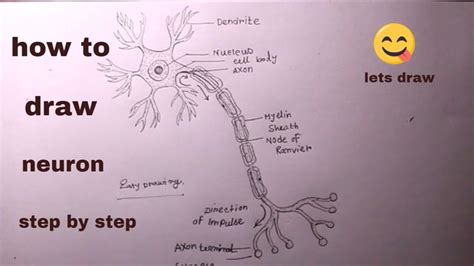 How To Draw Neuron Step By Step Easydraw A Neuron Diagramneuron Drawing For School Science