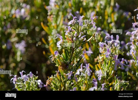 Romero romero silvestre planta Rosmarinus officinalis floración