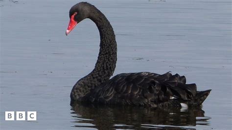 Uk Wildlife Australian Black Swan Spotted In Scotland Bbc Newsround