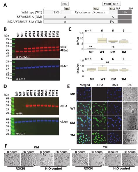 Mia Paca 2 Pancreatic Cancer Cells Morphology Is Affected By Pgrmc1