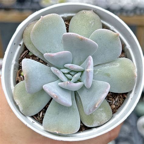 Echeveria Exotic Comprar Em Suculentas Da Pri