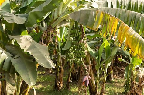 Detalhe De Uma Planta O De Banana Em Luxor Egito Foto Premium