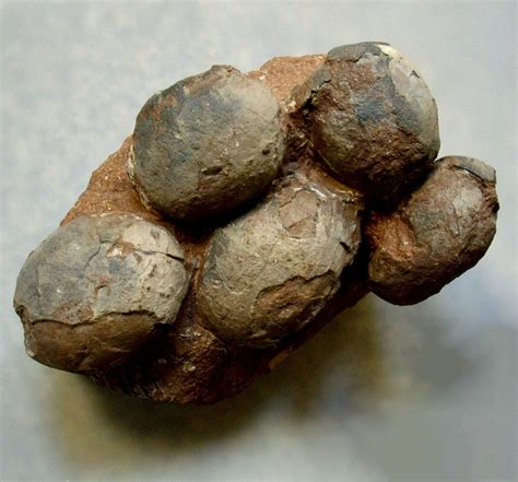 Do you sell dinosaur eggs? - FossilEra.com