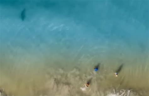 Dad Spots Shark On Drone And Runs To Get His Children Out Of The Water