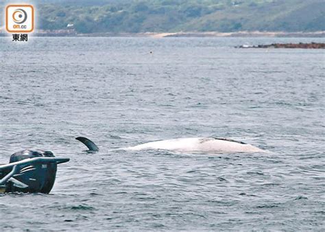 布氏鯨屍浮西貢 調查證船撞背椎致死 東方日報