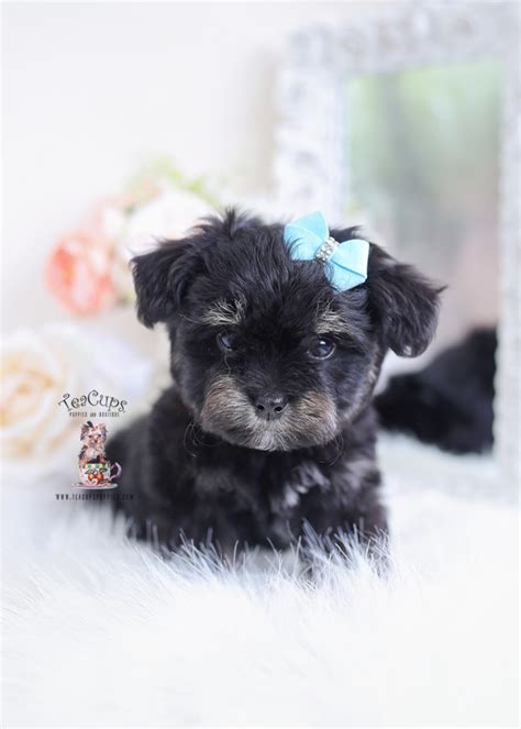 Black Morkie Puppy For Sale | Teacups, Puppies & Boutique