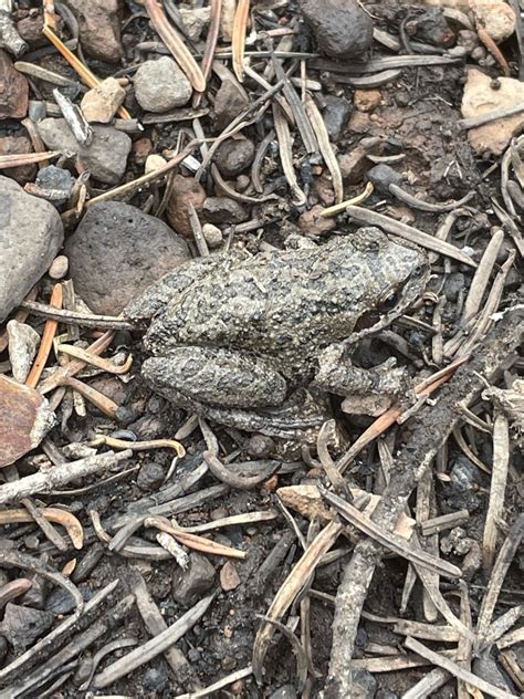 Sierran Tree Frog From Plumas County Lassen National Forest US CA US