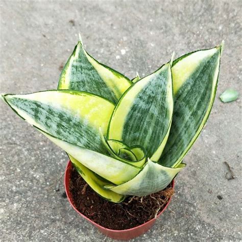 sansevieria trifasciata golden hahnii