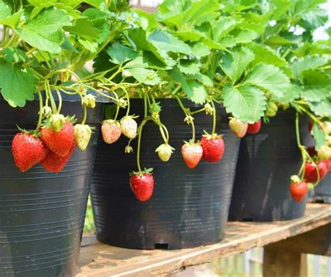 Aardbeien Planten Kweken Verzorgen And Stekken Doepserlevennl