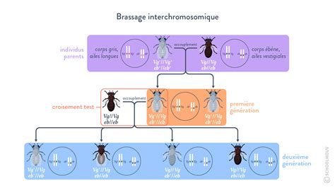 Cours Svt Terminale France Le Brassage Des G Nomes Chaque