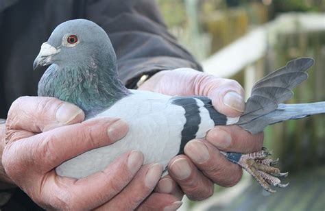 How To Hold A Racing Pigeon Uk Pigeon Racing