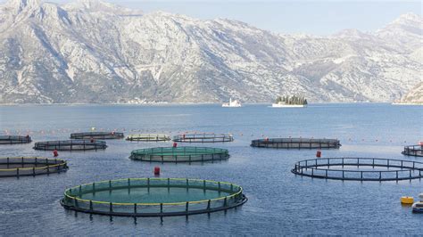 Taking the Fish Out of Fish Feed: Making Aquaculture More Sustainable