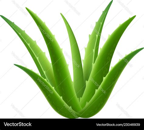 Aloe Vera Plant Icon Realistic Style Royalty Free Vector