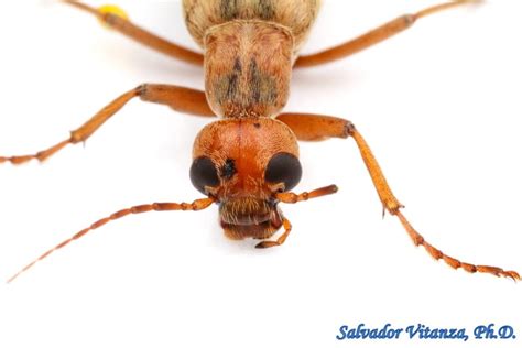 Coleoptera Meloidae Epicauta Abadona Blister Beetles D Urban