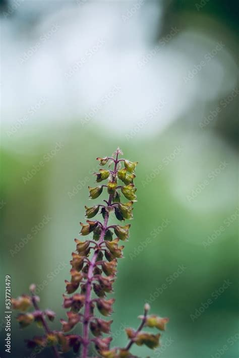 Holy Basil Ocimum Tenuiflorum Flower Inflorescence Tulsi Flower A