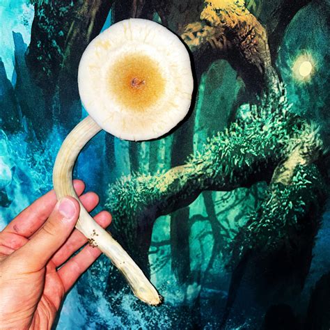 Beautiful fruit. Strain: Columbian Rust. Instagram: mycomushloveee : r