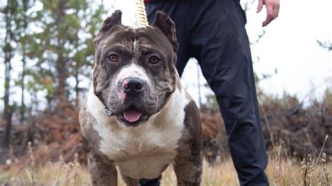 Meet Aftermath, the superstar Merle Bully whose puppies sell for over ...