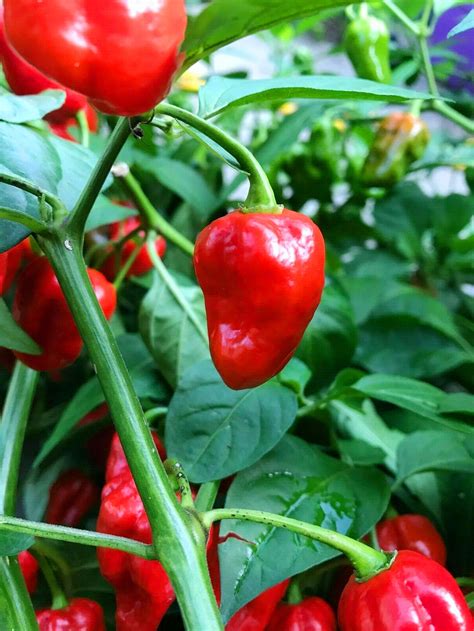 3 Plant Caribbean Red Habanero Chili Super Hot Pepper Live | Etsy