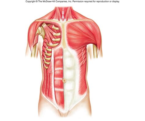 Skeletal muscle anterior abdomen view part 1 Diagram | Quizlet