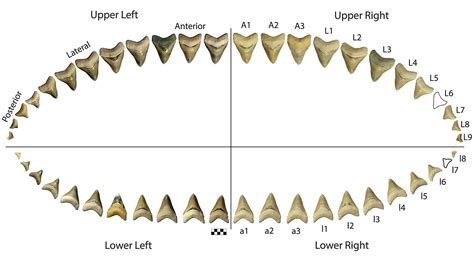 Classroom Science Leads To Revision Of Megalodon S Size The Scientist Magazine®