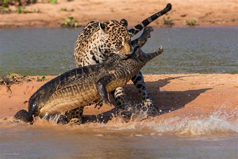 Photographer Captures Jaguar Attacking a Caiman | PetaPixel