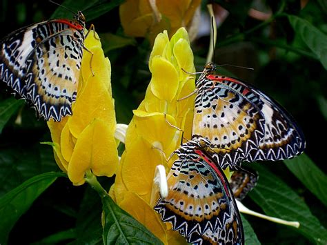 Butterfly Museum: Species of Butterflies