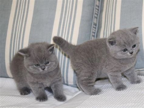 Vendita British Da Privato A Milano Cuccioli Di Gattini British Shorthair