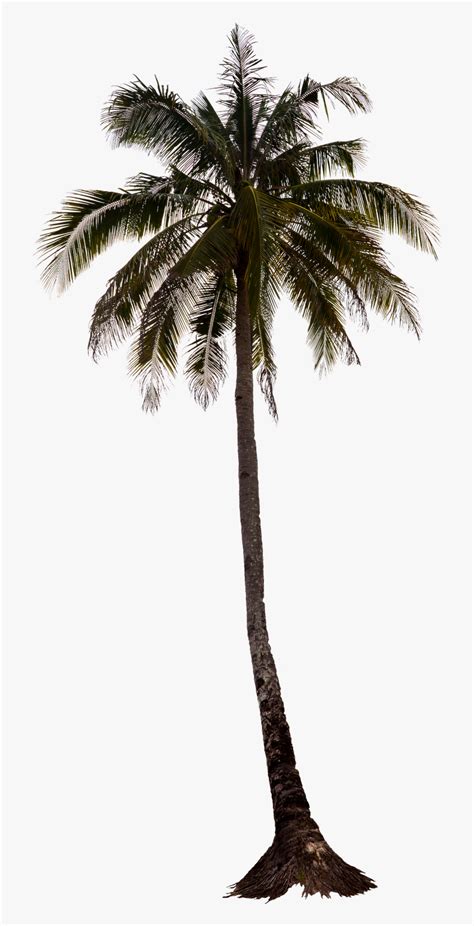 Palm Tree Png Palm Trees Tree Render Photoshop Palm Tree