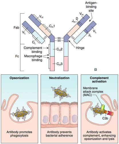 Antibody Structure And Function Flashcards Quizlet