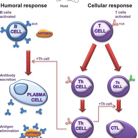 1 The Humoral And Cell Mediated Branches Of The Immune Response The Download Scientific