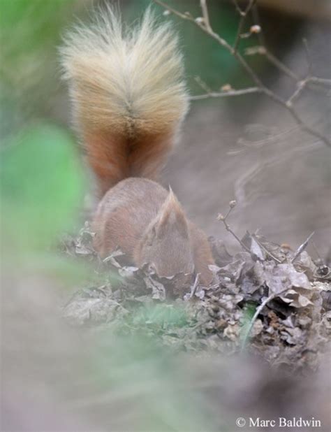 What Controls The Caching Behaviour Of Squirrels And How Do They Find Their Buried Nuts